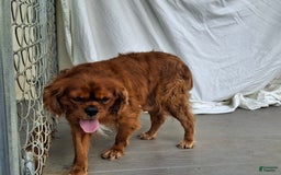 Cavalier King Charles Spaniel dogs for sale: Sprinkles - Image 13