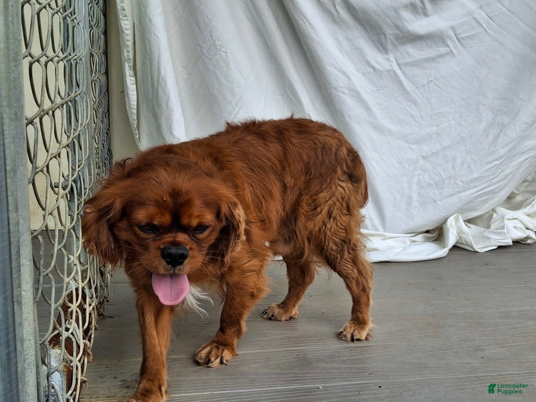 Cavalier King Charles Spaniel dogs for sale: Sprinkles - Image 13