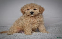 Mini Goldendoodle dogs for sale: Winston - Image 4