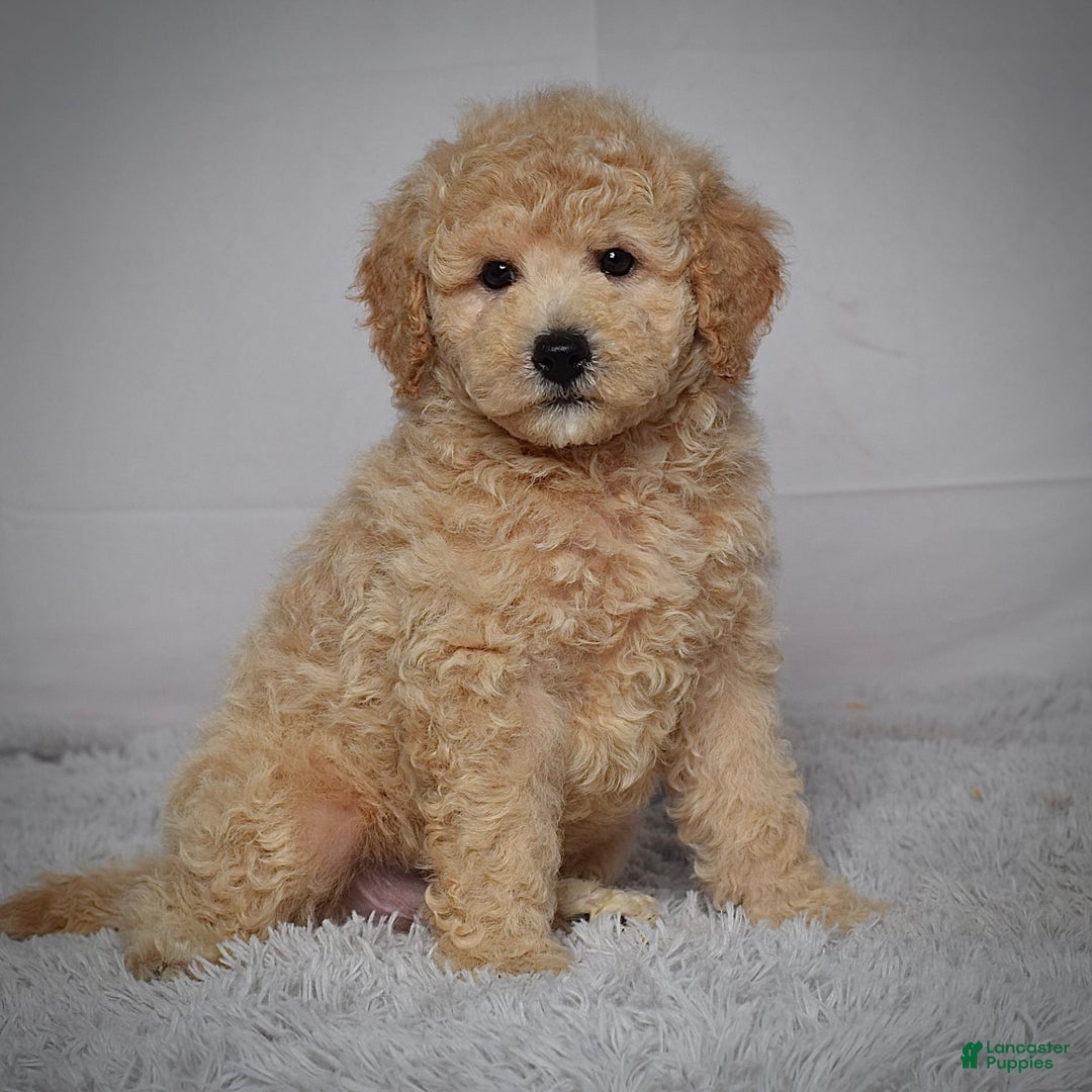 Mini Goldendoodle dogs for sale: Winston - Image 4