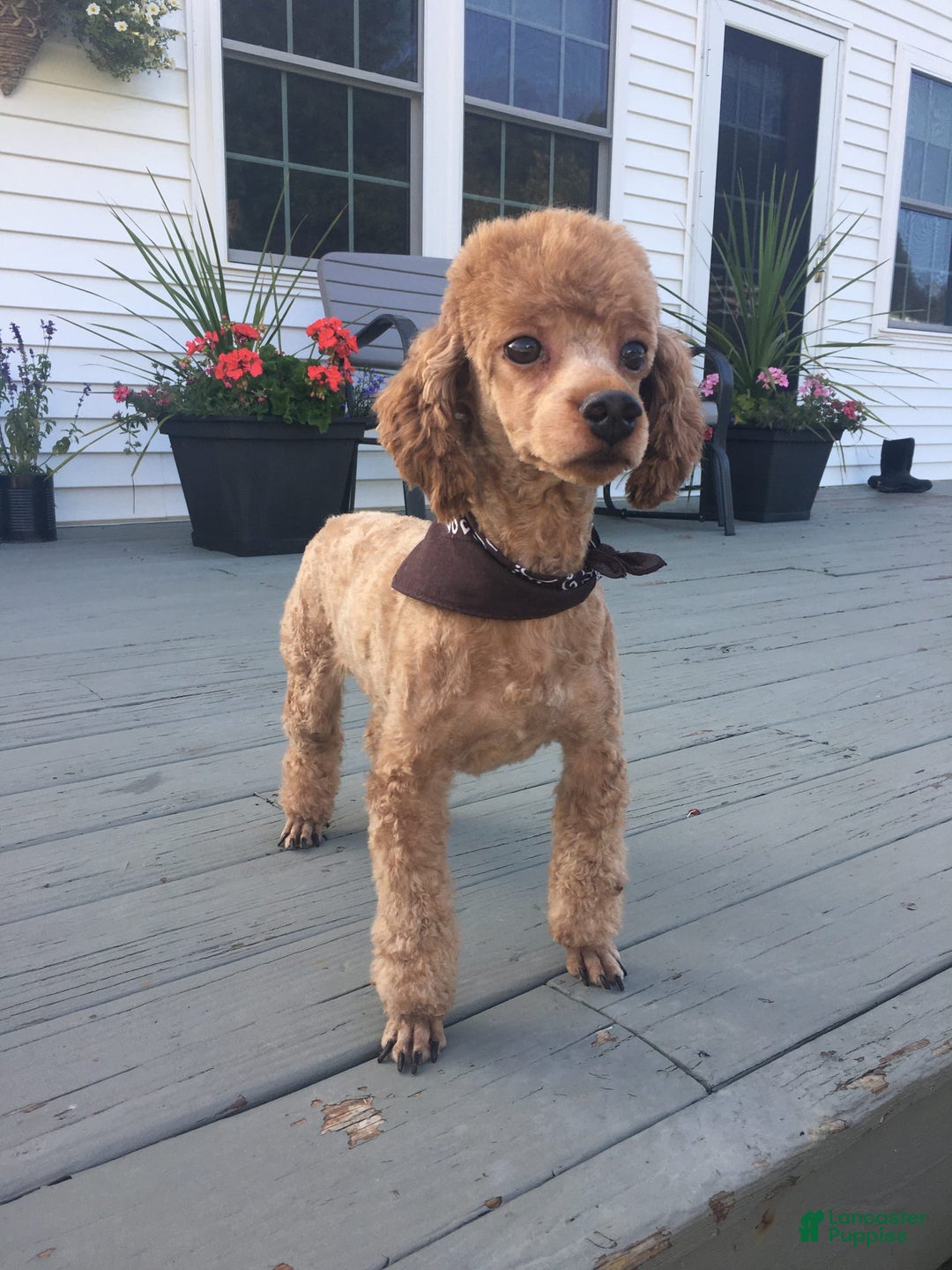 Cavapoo dogs for sale: Mason - Image 7