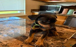 Rottweiler dogs for sale: Green - Image 2