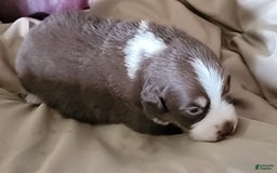 Australian Shepherd dogs for sale: Red And White Female - Image 3