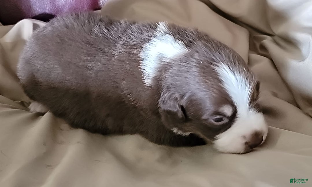 Australian Shepherd dogs for sale: Red And White Female - Image 3