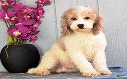 Miniature Poodle dogs for sale: Amos - Image 24