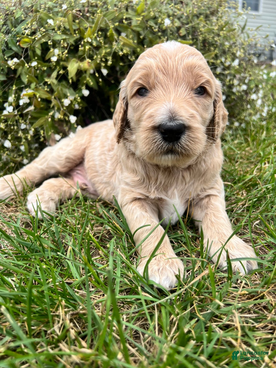 Goldendoodle dogs for sale: Biscuit - Image 1