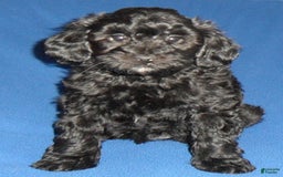Yorkiepoo dogs for sale: Inky - Image 3