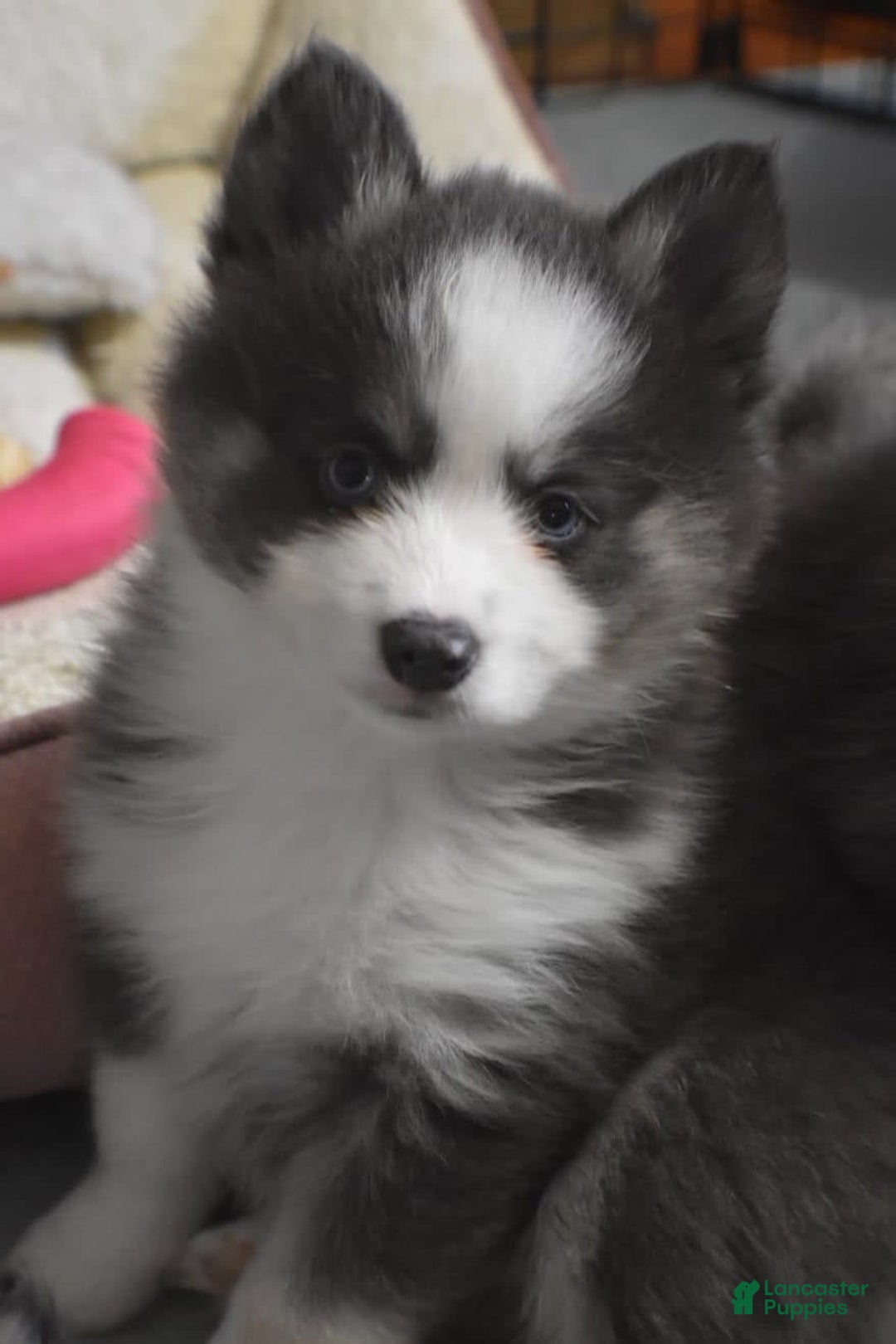 Pomsky dogs for sale: Magneto - Image 6