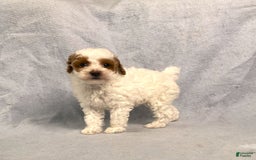 Miniature Poodle dogs for sale: Lily - Image 3