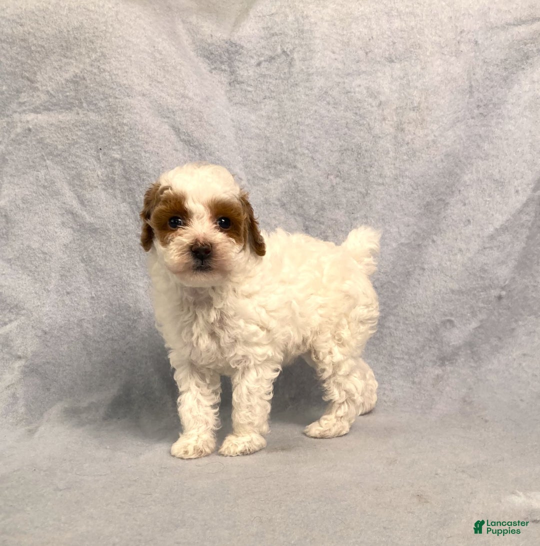 Miniature Poodle dogs for sale: Lily - Image 3