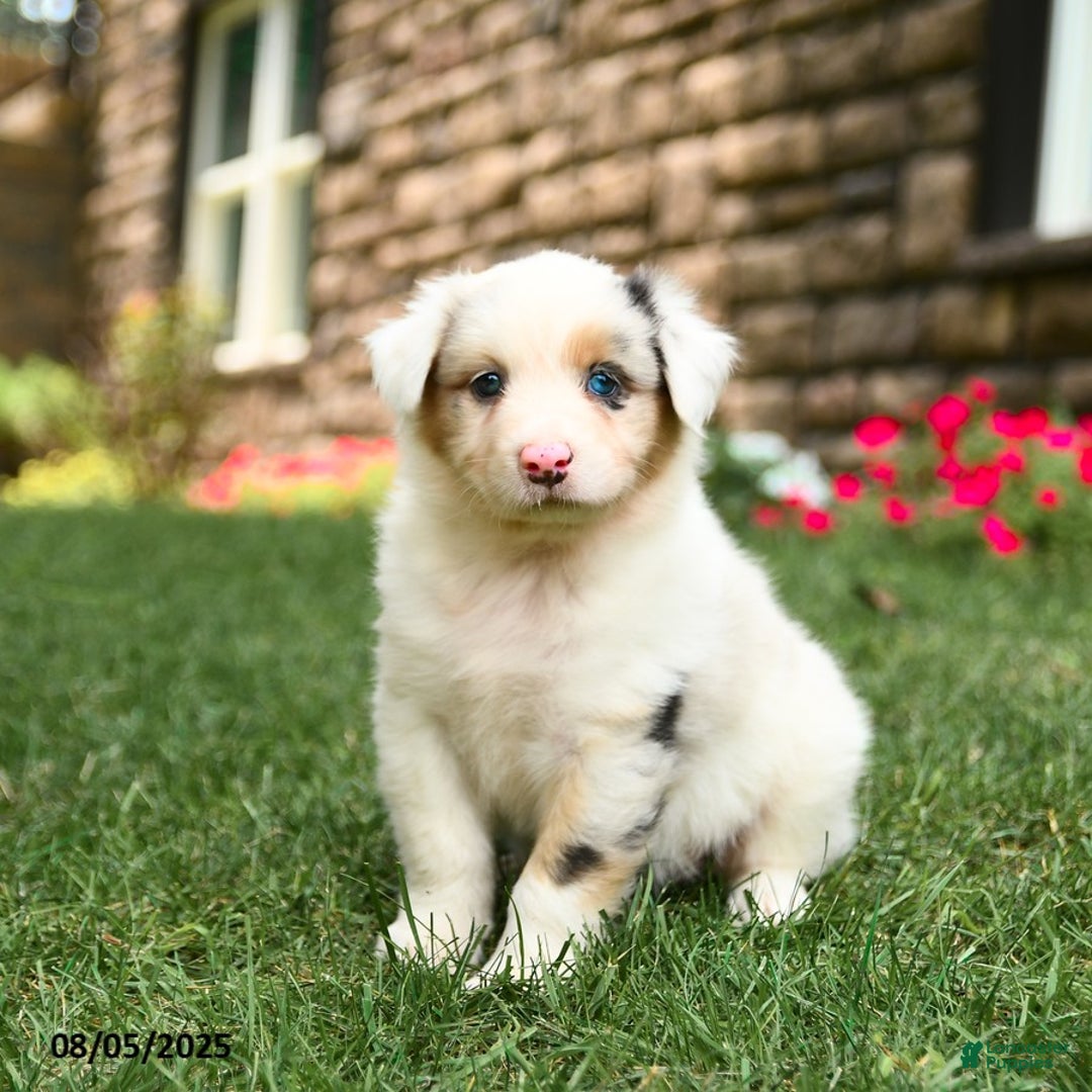 Australian Shepherd dogs for sale: Australian Shepherd 10 puppies - Image 7