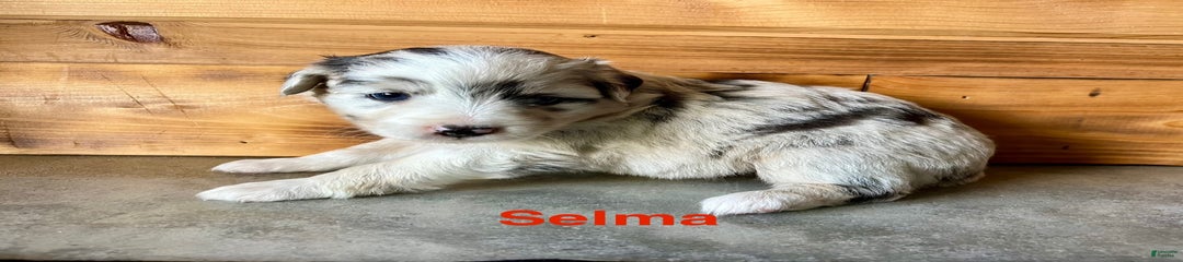 Selma