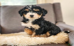 Mini Bernedoodle dogs for sale: Courtney - Image 1