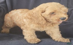 Cockapoo dogs for sale: Ben - Image 9
