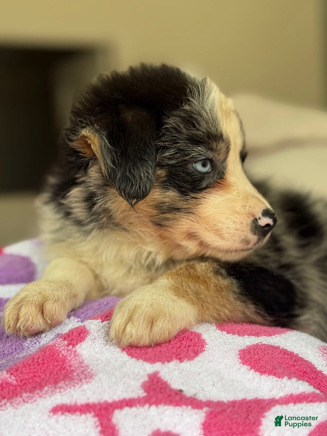 Australian Shepherd dogs for sale: Gwen - Image 6
