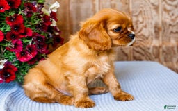 Cavalier King Charles Spaniel dogs for sale: Logan - Image 1