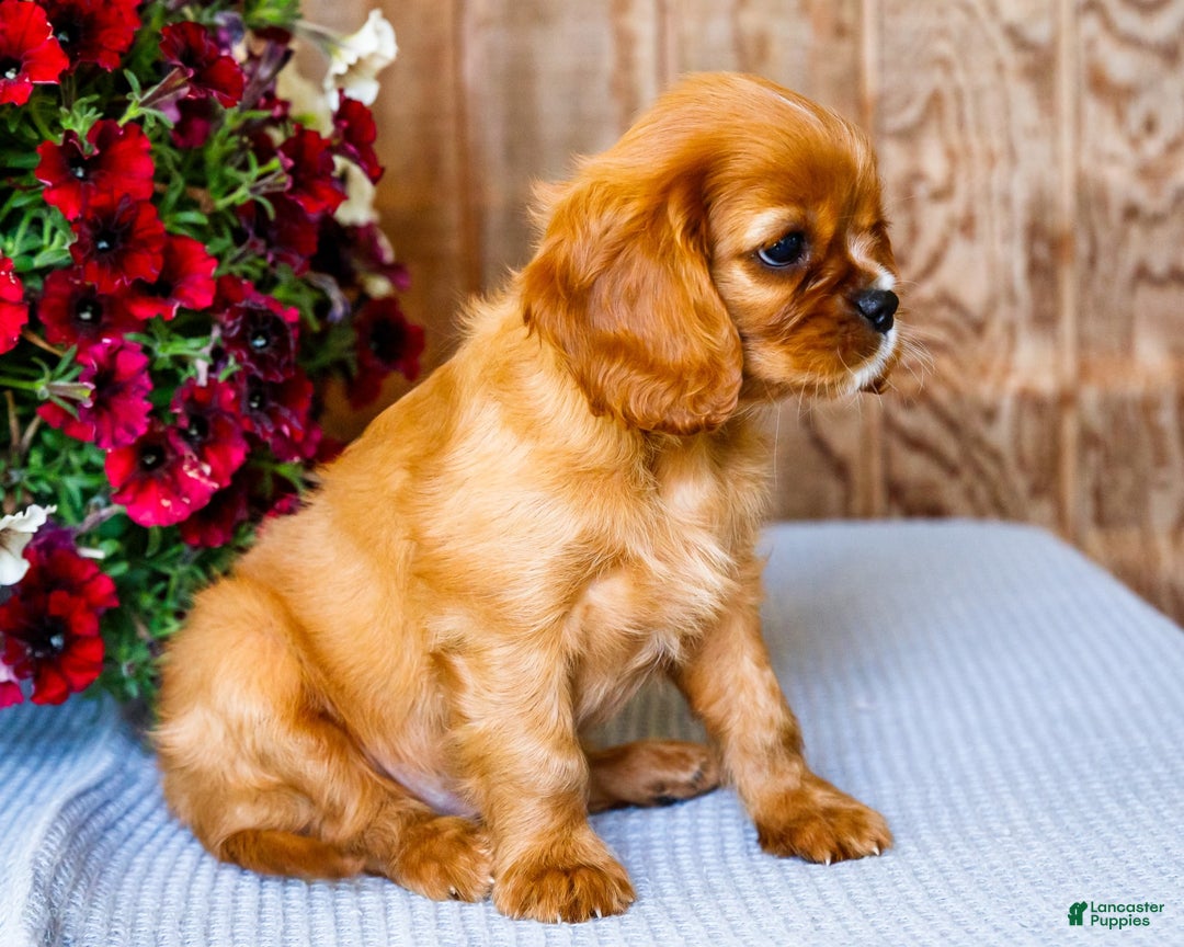 Cavalier King Charles Spaniel dogs for sale: Logan - Image 1
