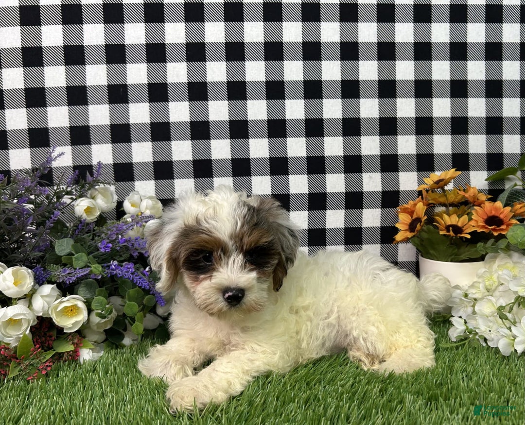 Maltipoo dogs for sale: Ruger - Image 2