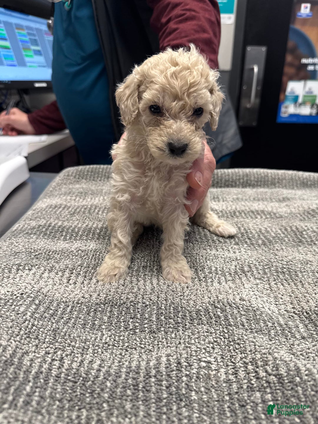 Miniature Poodle dogs for sale: Pico - Image 6