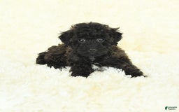Bichpoo dogs for sale: Graham Cracker - Image 1