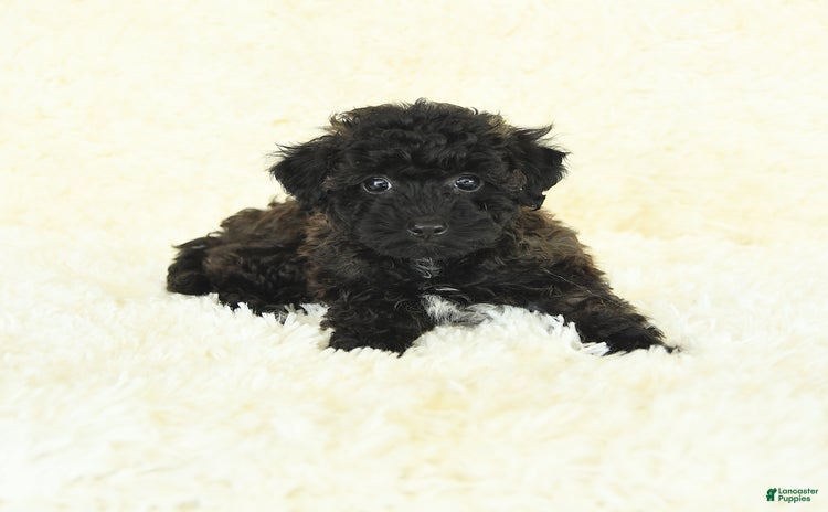 Bichpoo dogs for sale - Ad 2