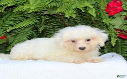 Maltese dogs for sale: Kyle - Image 2