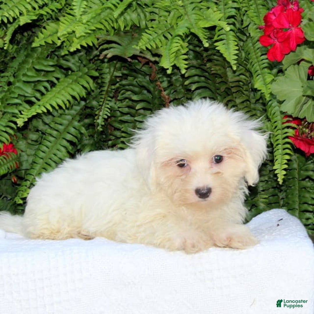 Maltese dogs for sale: Kyle - Image 2