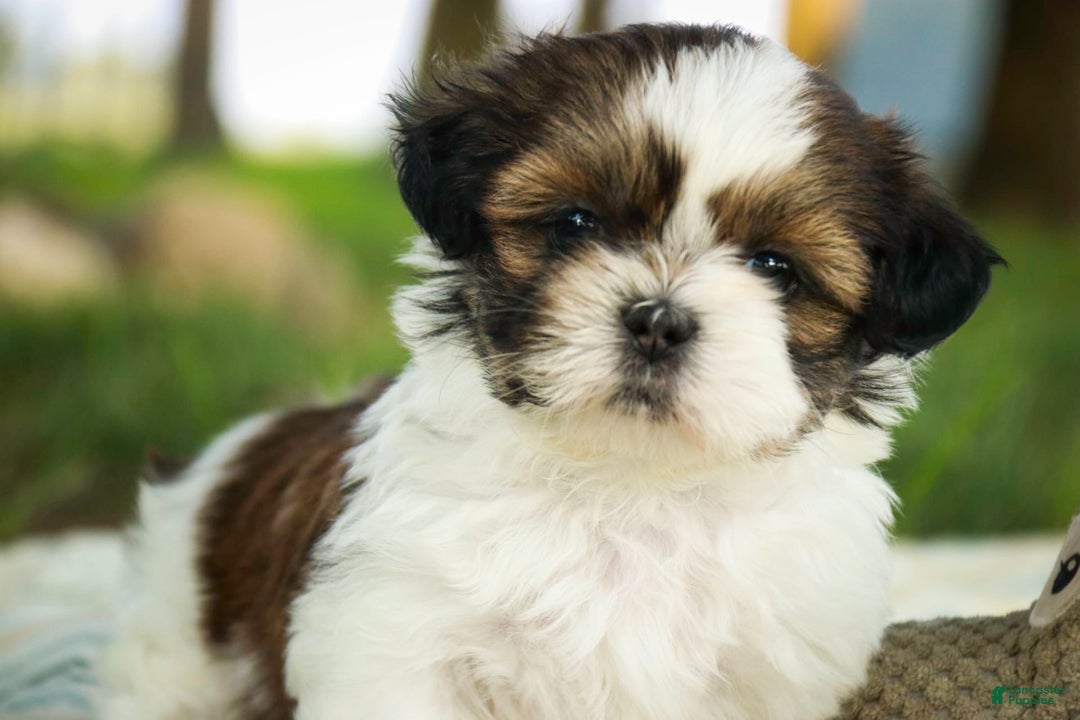 Shih Tzu dogs for sale: Raleigh - Image 3