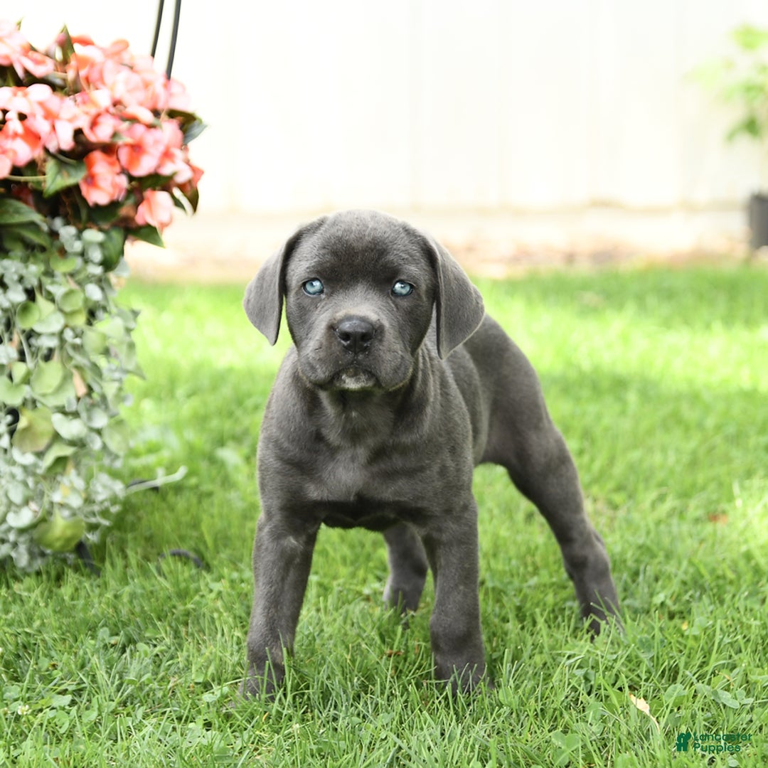 Cane Corso dogs for sale: Beverly - Image 2