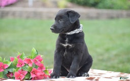German Shepherd dogs for sale: Apple - Image 2
