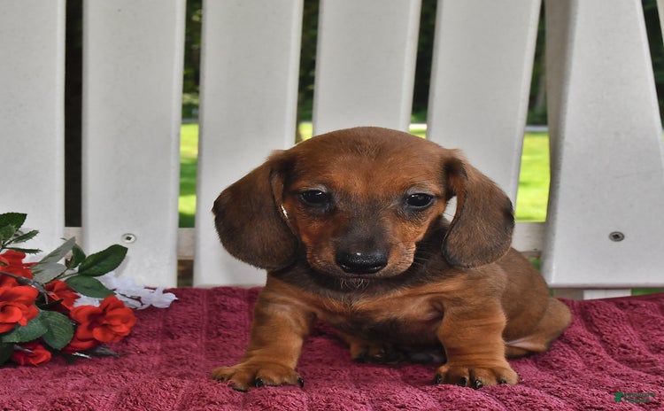 Miniature Dachshund dogs for sale - Ad 3