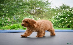 Cavapoo dogs for sale: Cabo - Image 7