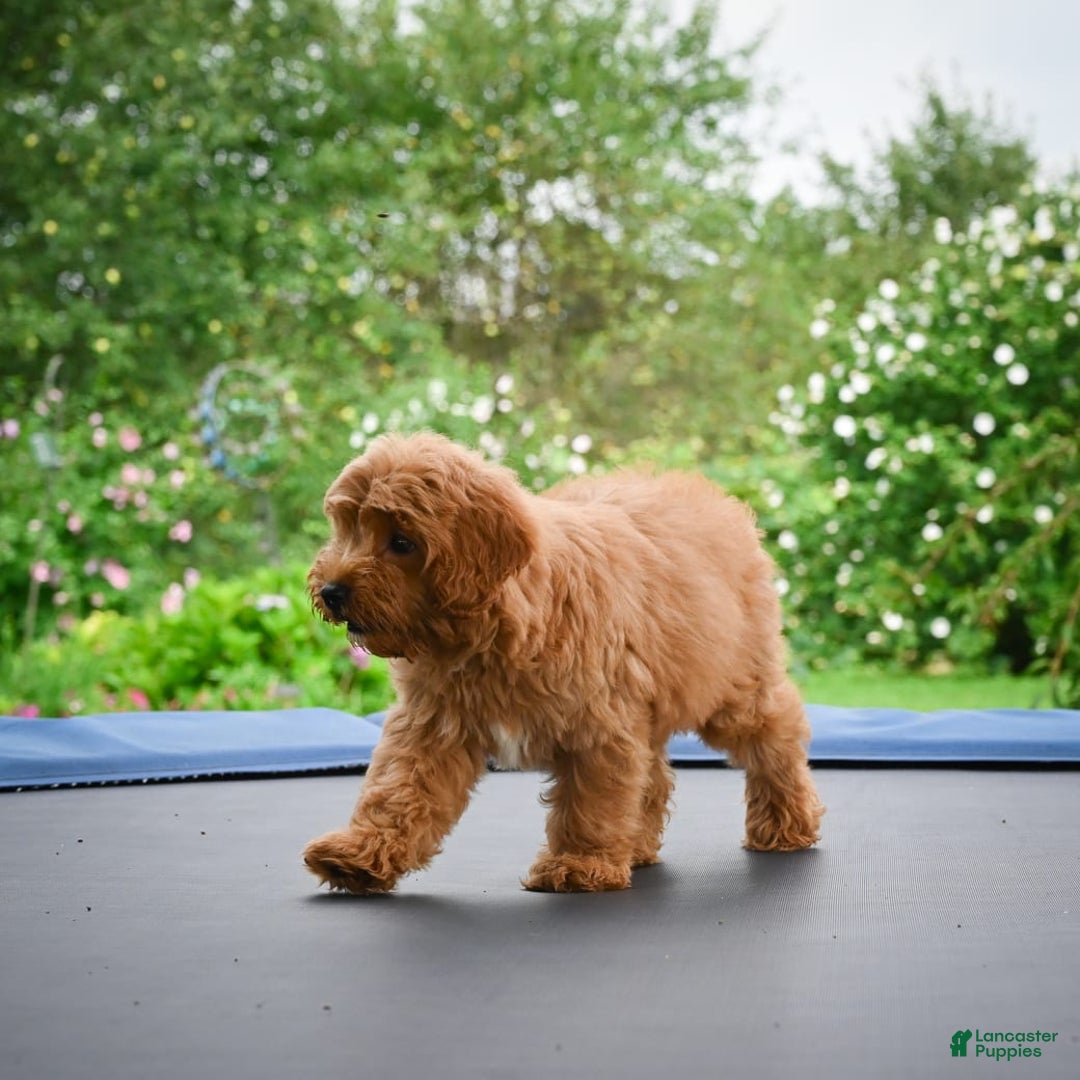 Cavapoo dogs for sale: Cabo - Image 7