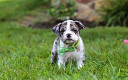 Beabull dogs for sale: Oreo - Image 10