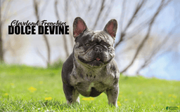 French Bulldog dogs for sale: Blaze - Image 7