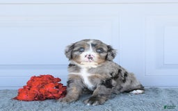 Miniature Bernese Mountain Dog dogs for sale: Sunflower - Image 7