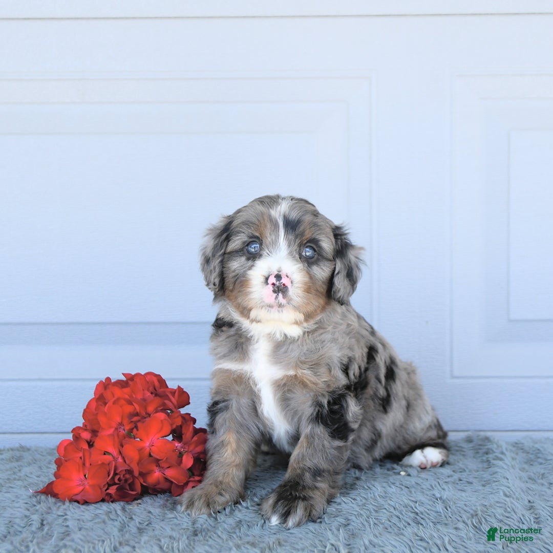Miniature Bernese Mountain Dog dogs for sale: Sunflower - Image 7