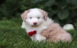 Miniature Australian Shepherd dogs for sale: Rover - Image 1