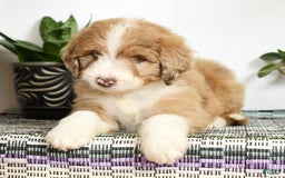 Aussiedoodle dogs for sale: Tommy - Image 6