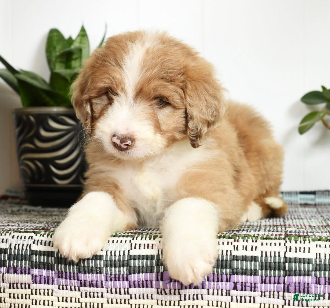 Aussiedoodle dogs for sale: Tommy - Image 6