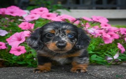 Miniature Dachshund dogs for sale: Scarlet - Image 1