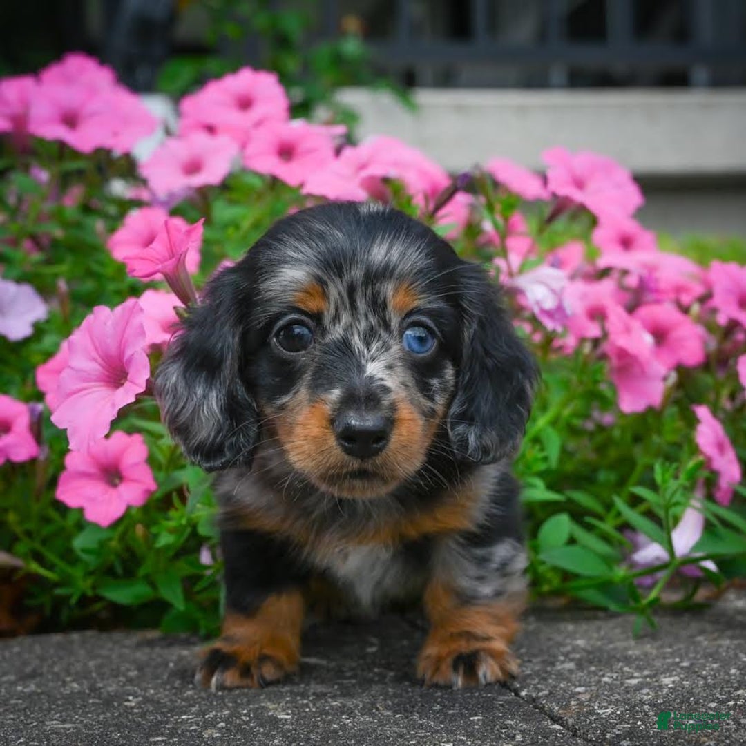 Miniature Dachshund dogs for sale: Scarlet - Image 1