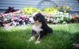 Bernedoodle dogs for sale: Shooter - Image 7