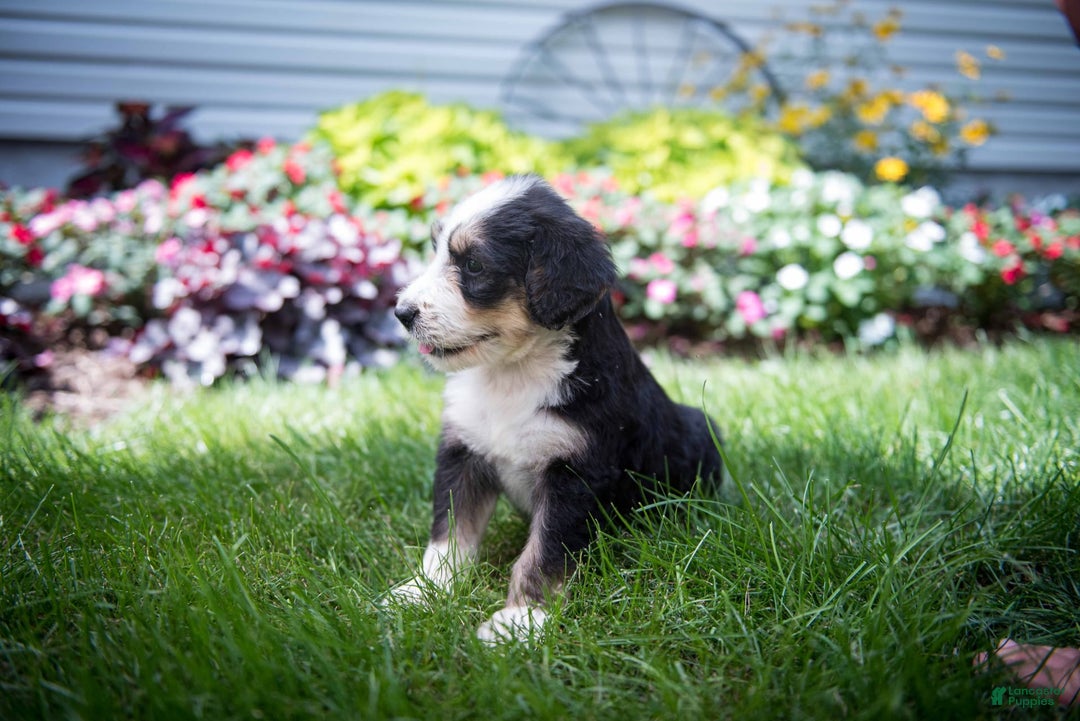 Bernedoodle dogs for sale: Shooter - Image 7