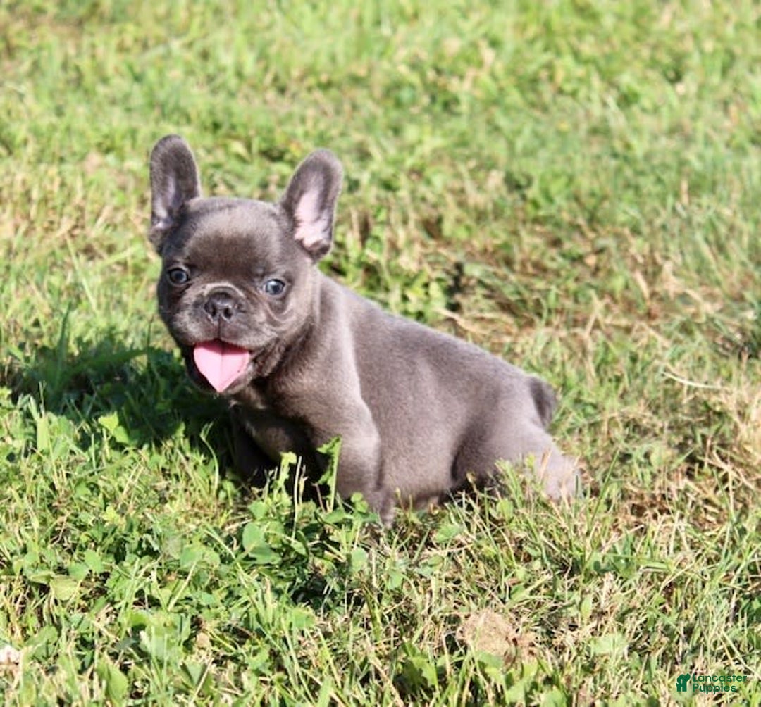 French Bulldog dogs for sale: Baxter - Image 6
