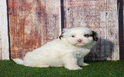 Shihpoo dogs for sale: Billy - Image 15