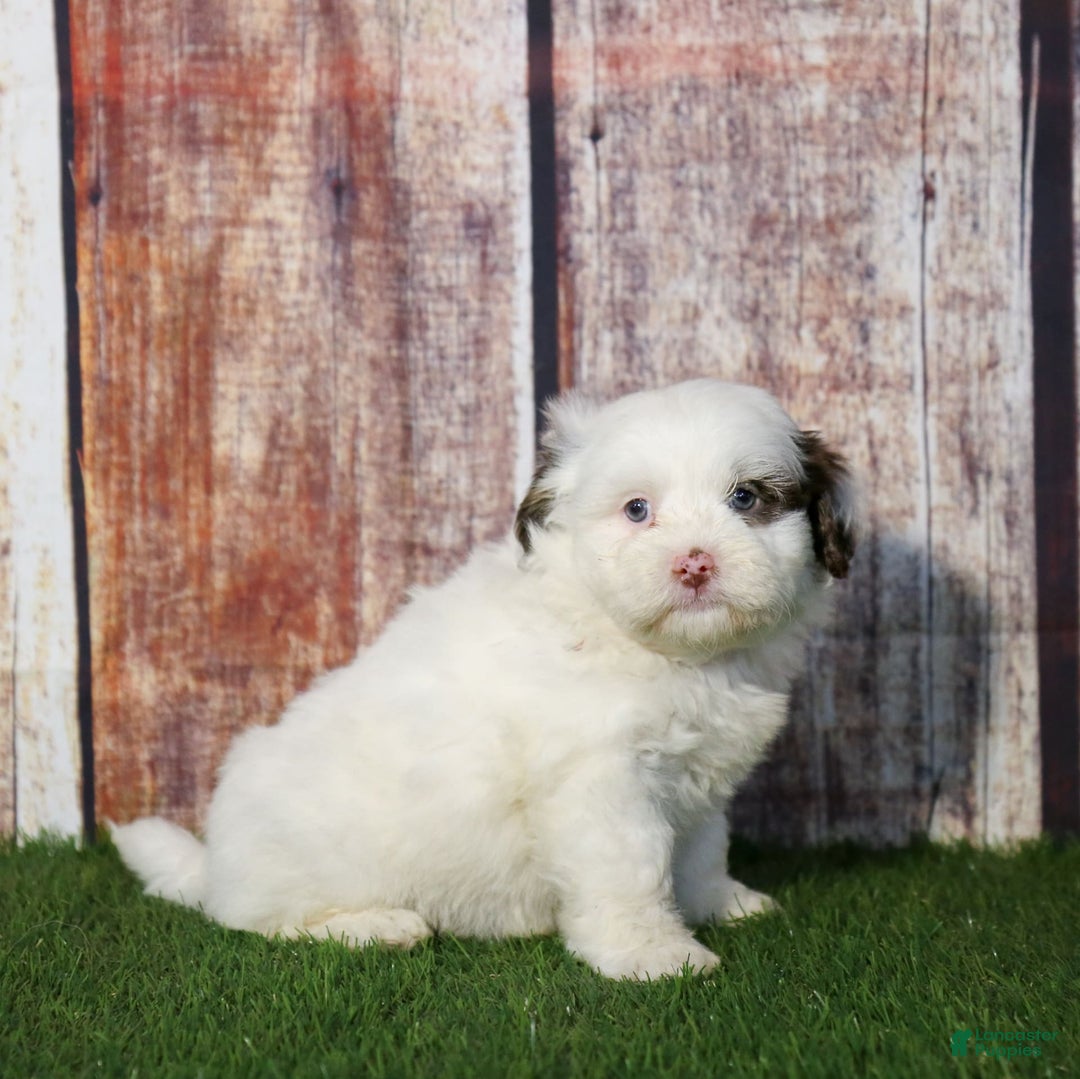 Shihpoo dogs for sale: Billy - Image 15