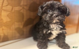 Yorkiepoo dogs for sale: Moli - Image 5