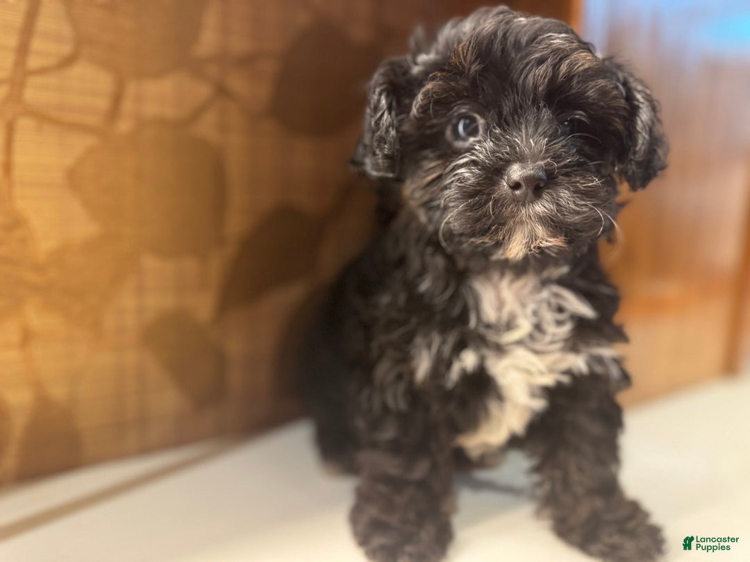 Yorkiepoo dogs for sale: Moli - Image 5