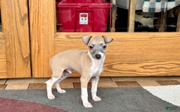 Italian Greyhound dogs for sale: Gerald - Image 20